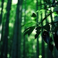 bamboo dream