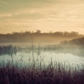 Clouds-Landscapes-Trees-Mist-Reed