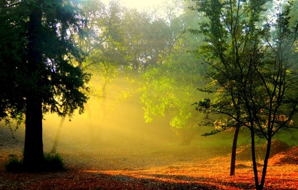 Morning-Sunlight-Smoke-Forest