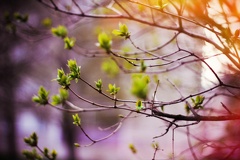 Spring-Green-Blooms