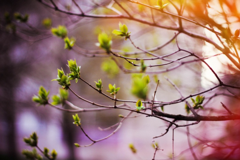 Spring-Green-Blooms.jpg