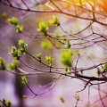 Spring-Green-Blooms