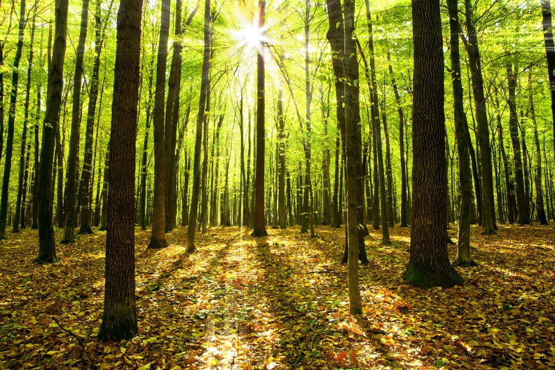 sun-through-green-forest.jpg