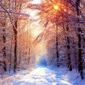 Winter-Beauty