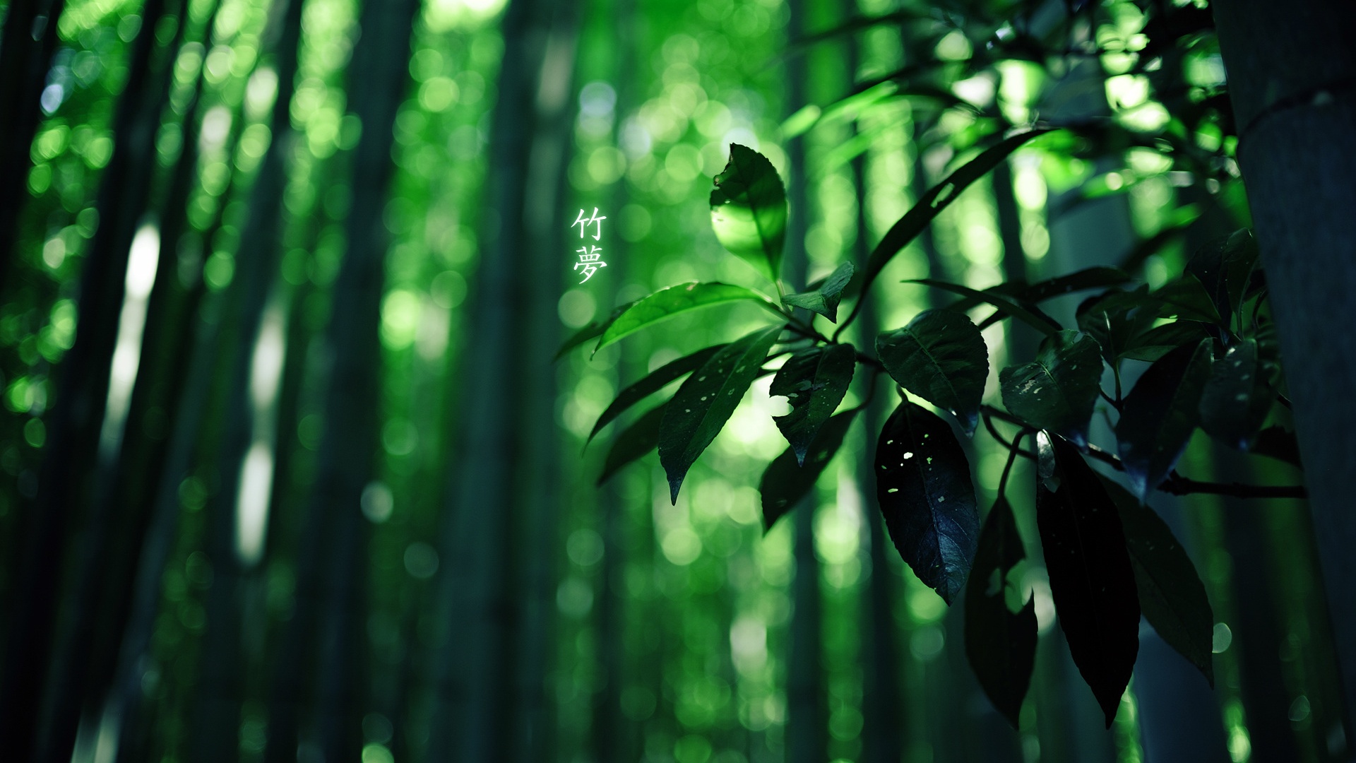 bamboo dream