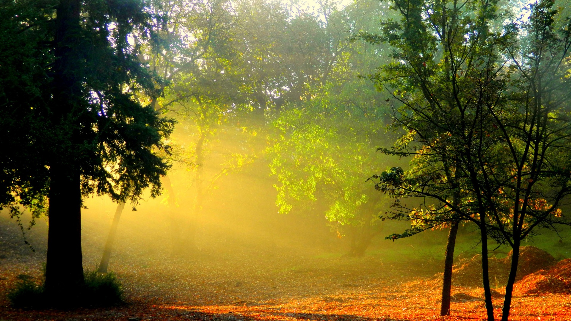 Morning-Sunlight-Smoke-Forest