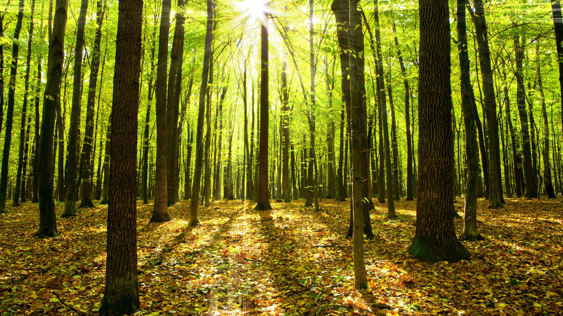 sun-through-green-forest